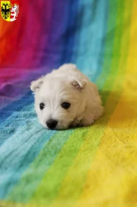 Mehr über den Artikel erfahren Westie Züchter und Welpen in Görlitz