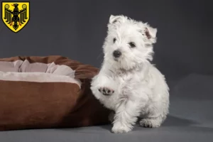 Mehr über den Artikel erfahren Westie Züchter und Welpen in Goslar