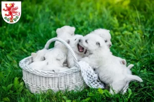 Mehr über den Artikel erfahren Westie Züchter und Welpen in Greifswald