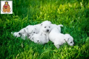 Mehr über den Artikel erfahren Westie Züchter und Welpen in Greiz