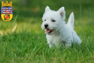 Mehr über den Artikel erfahren Westie Züchter und Welpen in Groß-Gerau
