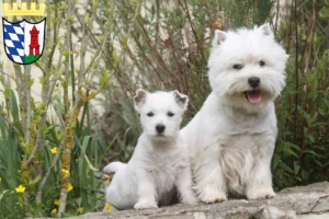 Mehr über den Artikel erfahren Westie Züchter und Welpen in Günzburg