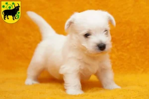 Mehr über den Artikel erfahren Westie Züchter und Welpen in Güstrow
