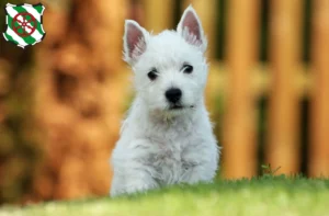 Mehr über den Artikel erfahren Westie Züchter und Welpen in Gütersloh