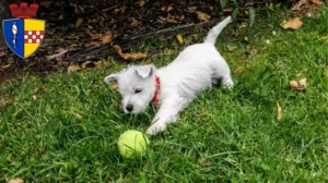 Mehr über den Artikel erfahren Westie Züchter und Welpen in Gummersbach