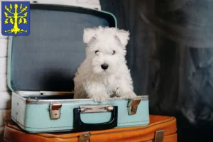 Mehr über den Artikel erfahren Westie Züchter und Welpen in Hagen