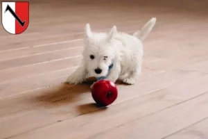 Mehr über den Artikel erfahren Westie Züchter und Welpen in Halberstadt