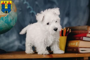 Mehr über den Artikel erfahren Westie Züchter und Welpen in Haldensleben