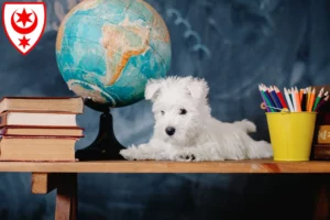 Mehr über den Artikel erfahren Westie Züchter und Welpen in Halle (Saale)