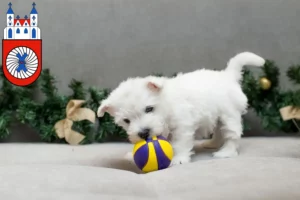 Mehr über den Artikel erfahren Westie Züchter und Welpen in Hameln