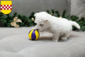 Mehr über den Artikel erfahren Westie Züchter und Welpen in Hamm
