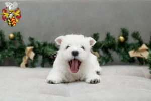 Mehr über den Artikel erfahren Westie Züchter und Welpen in Hanau