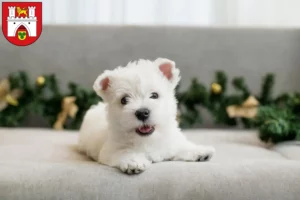 Mehr über den Artikel erfahren Westie Züchter und Welpen in Hannover