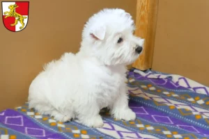 Mehr über den Artikel erfahren Westie Züchter und Welpen in Haßfurt