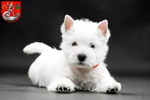 Mehr über den Artikel erfahren Westie Züchter und Welpen in Heide (Holstein)