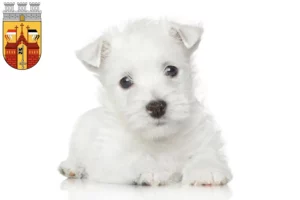 Mehr über den Artikel erfahren Westie Züchter und Welpen in Herford