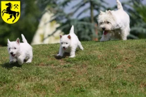 Mehr über den Artikel erfahren Westie Züchter und Welpen in Herne