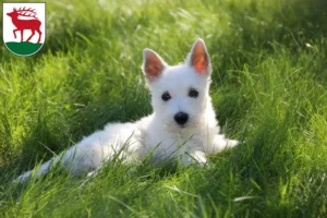 Mehr über den Artikel erfahren Westie Züchter und Welpen in Herzberg (Elster)
