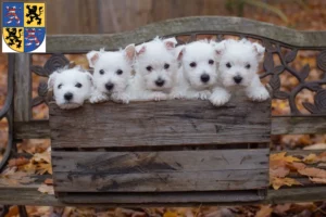 Mehr über den Artikel erfahren Westie Züchter und Welpen in Hildburghausen