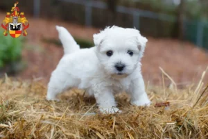 Mehr über den Artikel erfahren Westie Züchter und Welpen in Hildesheim