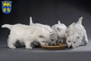 Mehr über den Artikel erfahren Westie Züchter und Welpen in Homberg (Efze)