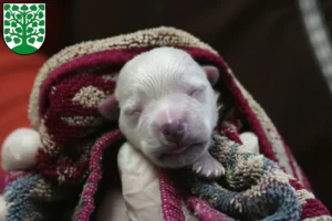 Mehr über den Artikel erfahren Westie Züchter und Welpen in Homburg