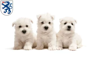 Mehr über den Artikel erfahren Westie Züchter und Welpen in Ingolstadt