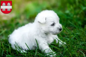 Mehr über den Artikel erfahren Westie Züchter und Welpen in Innsbruck