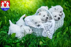 Mehr über den Artikel erfahren Westie Züchter und Welpen in Itzehoe