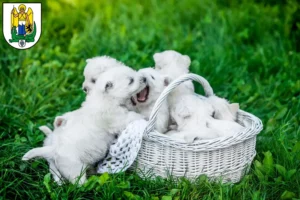 Mehr über den Artikel erfahren Westie Züchter und Welpen in Jena
