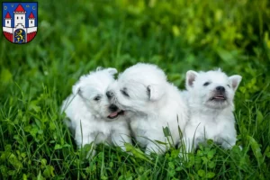 Mehr über den Artikel erfahren Westie Züchter und Welpen in Jever