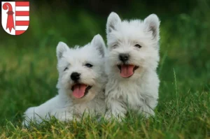 Mehr über den Artikel erfahren Westie Züchter und Welpen in Jura
