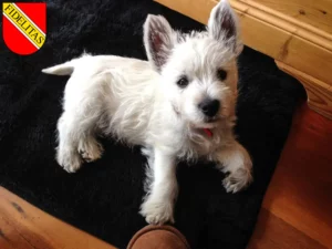 Mehr über den Artikel erfahren Westie Züchter und Welpen in Karlsruhe