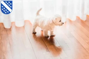 Mehr über den Artikel erfahren Westie Züchter und Welpen in Kassel