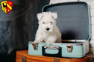 Mehr über den Artikel erfahren Westie Züchter und Welpen in Kaufbeuren