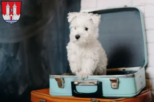 Mehr über den Artikel erfahren Westie Züchter und Welpen in Kelheim
