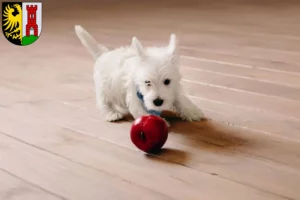Mehr über den Artikel erfahren Westie Züchter und Welpen in Kempten (Allgäu)