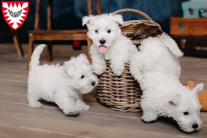 Mehr über den Artikel erfahren Westie Züchter und Welpen in Kiel