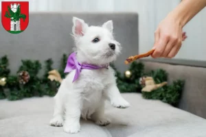 Mehr über den Artikel erfahren Westie Züchter und Welpen in Klagenfurt