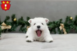 Mehr über den Artikel erfahren Westie Züchter und Welpen in Kleve