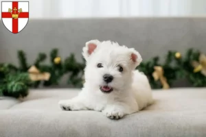 Mehr über den Artikel erfahren Westie Züchter und Welpen in Koblenz
