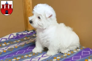 Mehr über den Artikel erfahren Westie Züchter und Welpen in Köthen (Anhalt)