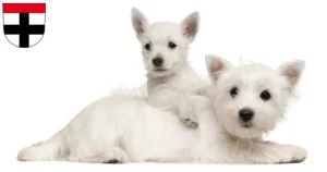 Mehr über den Artikel erfahren Westie Züchter und Welpen in Konstanz