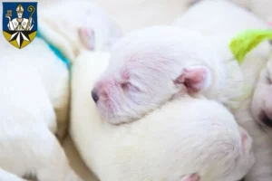 Mehr über den Artikel erfahren Westie Züchter und Welpen in Korbach