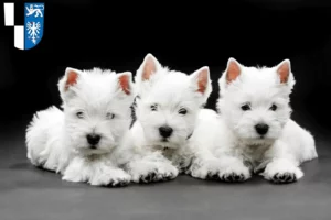 Mehr über den Artikel erfahren Westie Züchter und Welpen in Kulmbach
