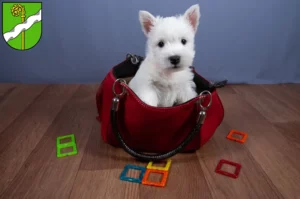 Mehr über den Artikel erfahren Westie Züchter und Welpen in Kusel
