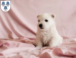 Mehr über den Artikel erfahren Westie Züchter und Welpen in Landshut