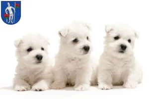Mehr über den Artikel erfahren Westie Züchter und Welpen in Lauterbach (Hessen)