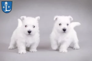 Mehr über den Artikel erfahren Westie Züchter und Welpen in Leer (Ostfriesland)
