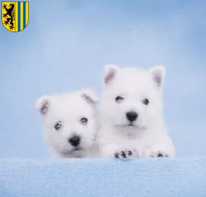 Mehr über den Artikel erfahren Westie Züchter und Welpen in Leipzig